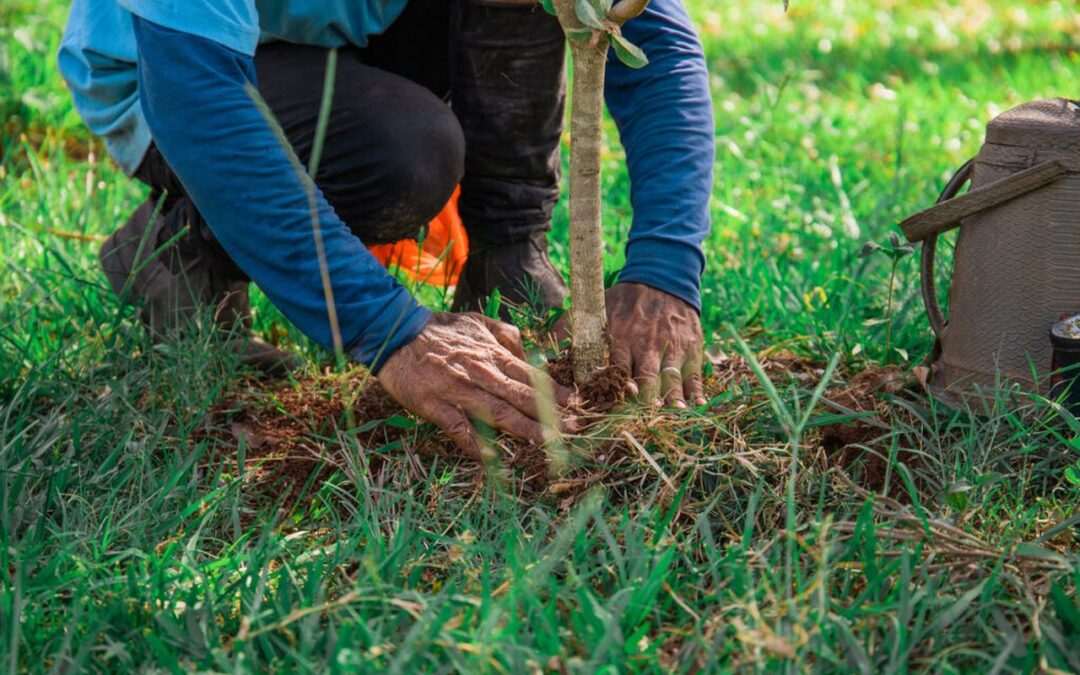 Mitigación del impacto ambiental en obras viales: prioridad para el desarrollo sostenible