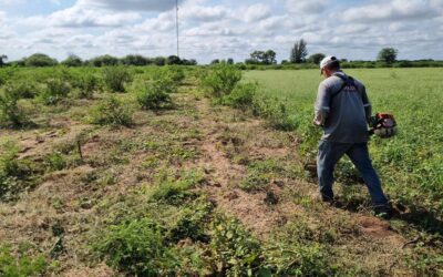 Trabajan en la conservación de plantines en el lote 2 de la Ruta de la leche