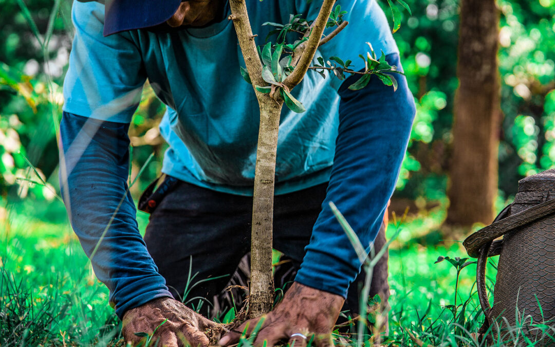 Conocé las etapas de arborización en zonas urbanas