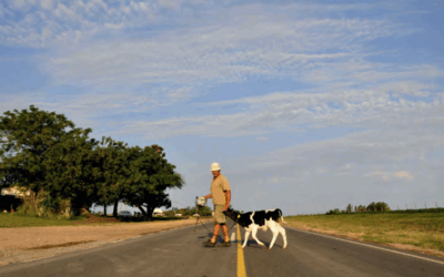 ¿Cómo integrar los servicios ecosistémicos a la construcción vial?