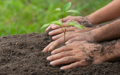 Compromiso ambiental: preparan jornada de arborización en San Lorenzo