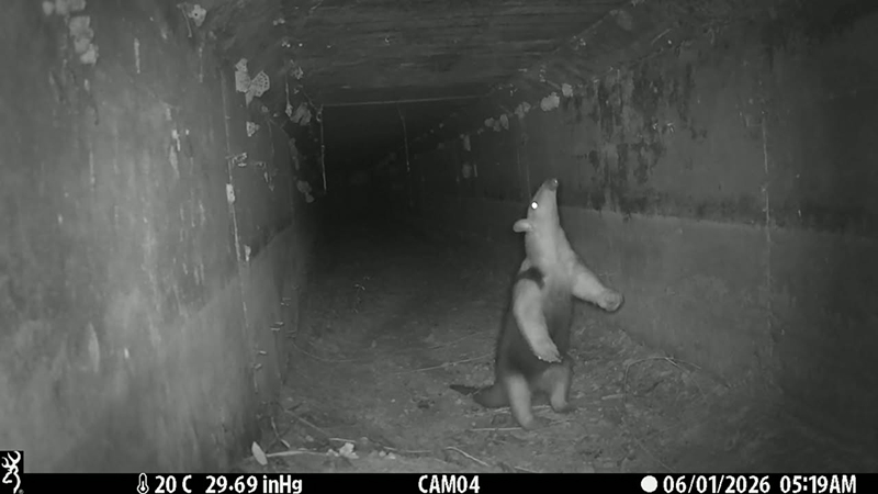 Infraestructura vial y conservación avanzan de la mano en el Chaco